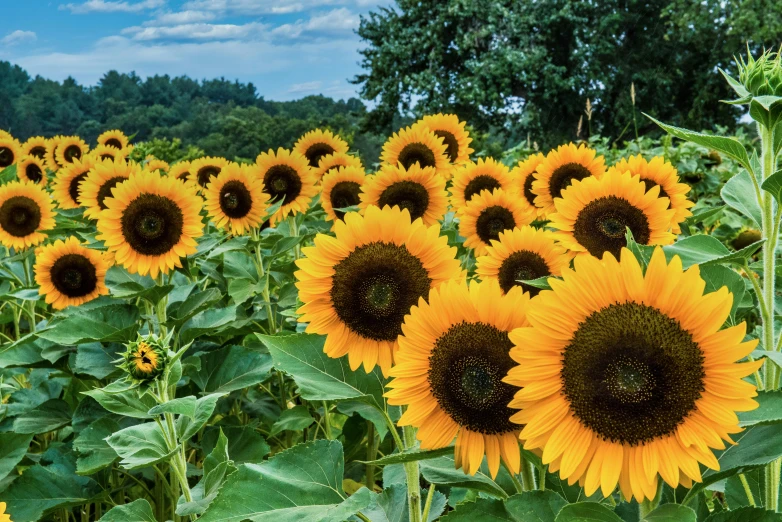 a field of sunflowers on a sunny day, by Carey Morris, pexels contest winner, renaissance, 🦩🪐🐞👩🏻🦳, cottagecore flower garden, group photo, panoramic shot