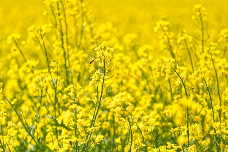 a field filled with lots of yellow flowers, a picture, by Julian Hatton, photostock, up-close, farming, honey