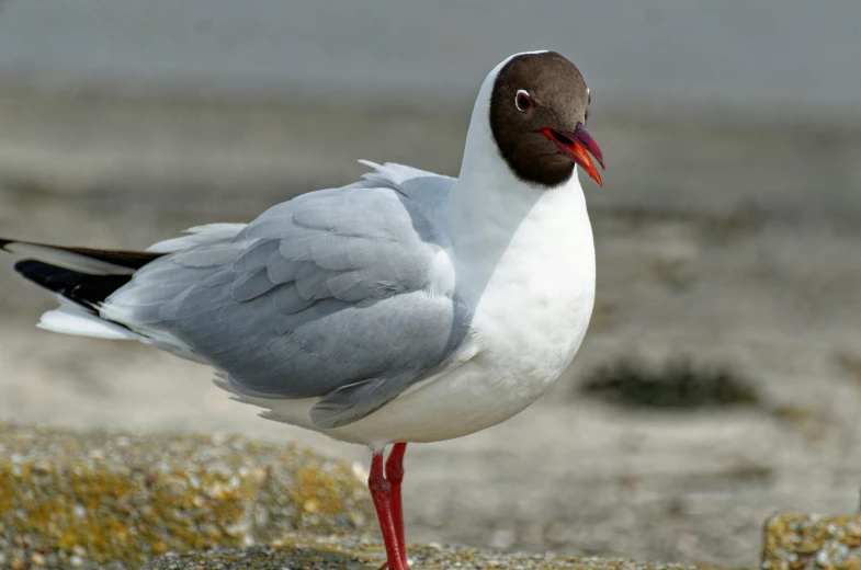 a close up of a bird on a beach, arabesque, large red eyes, shaven, looking confident, photograph of april