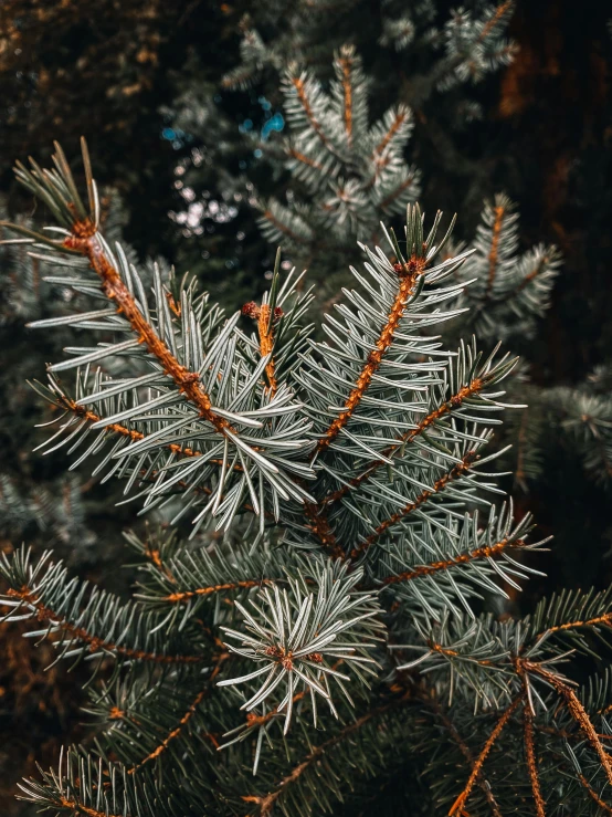 a close up of a pine tree with needles, by Jacob Kainen, trending on unsplash, silver and blue color schemes, ((trees)), sustainable materials, taken on iphone 14 pro