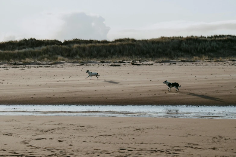 a couple of dogs running across a sandy beach, by Arabella Rankin, unsplash contest winner, land art, large creatures in distance, maryport, wolf pack following, thumbnail