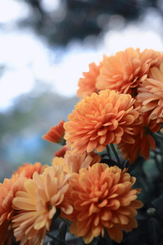 a close up of a bunch of orange flowers, slide show, muted fall colors, chrysanthemums, lush surroundings