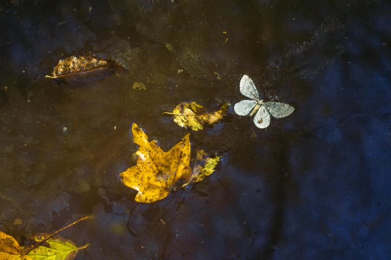 a group of leaves floating on top of a body of water, moths, a high angle shot, during autumn, andrew tate