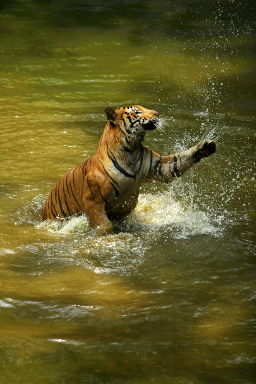 a tiger standing on its hind legs in a body of water, lush surroundings, dabbing, camaraderie, in jungle