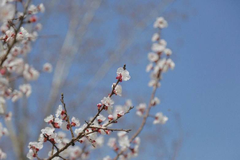 a branch with white flowers against a blue sky, an album cover, pexels, blue and white and red mist, background image, almond blossom, 2000s photo