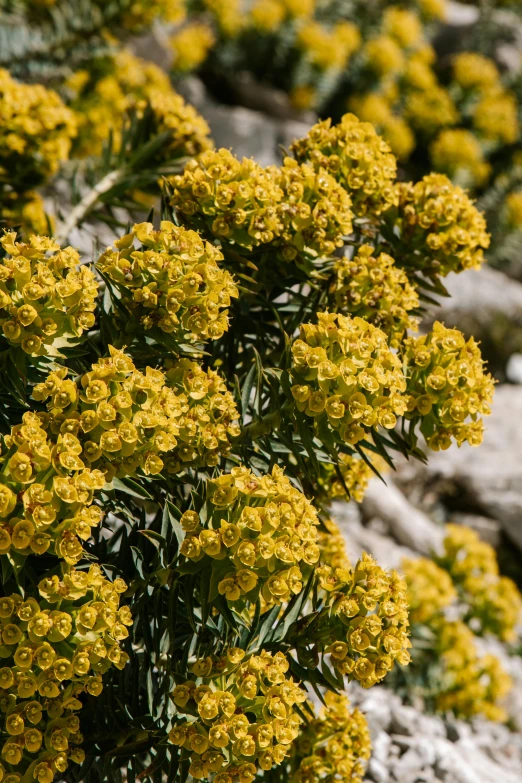 a bunch of yellow flowers sitting on top of a rock, baroque, slide show, maritime pine, various sizes, zoomed in