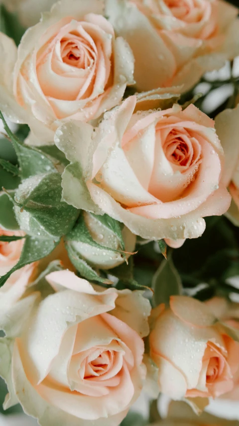 a bunch of pink roses sitting on top of a table, in shades of peach, close-up imagery, subtle detailing, thumbnail