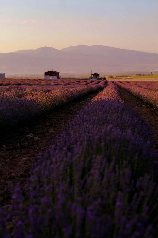 a field of lavender with mountains in the background, crepuscule, in spain, image from afar, dan mumfor