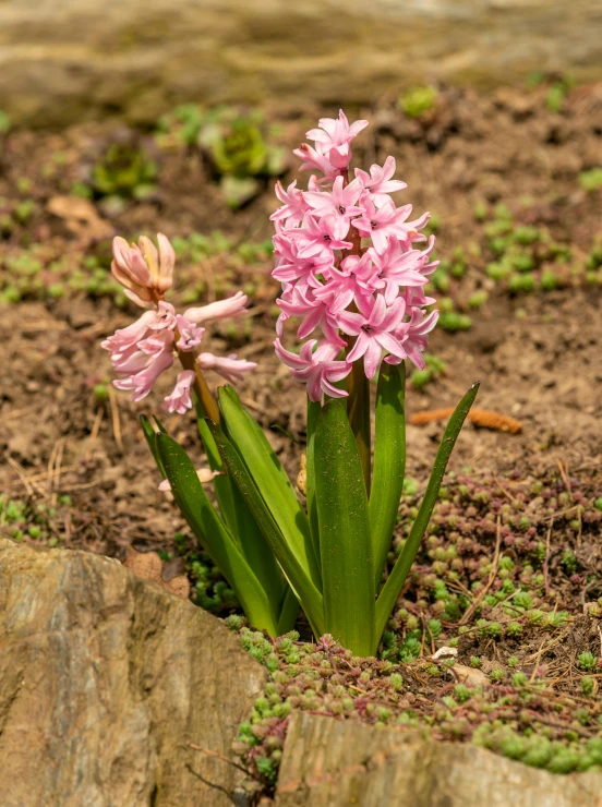 a pink flower growing out of the ground, hyacinth blooms surround her, adult pair of twins, spikey rocks, award - winning