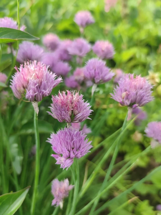 a bunch of purple flowers sitting on top of a lush green field, surrounding onions, arabella mistsplitter, light pink mist, award - winning