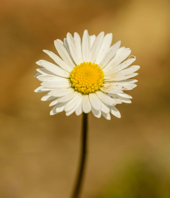 a single white flower with a yellow center, by John Gibson, unsplash, upright, chamomile, high quality photo, brown