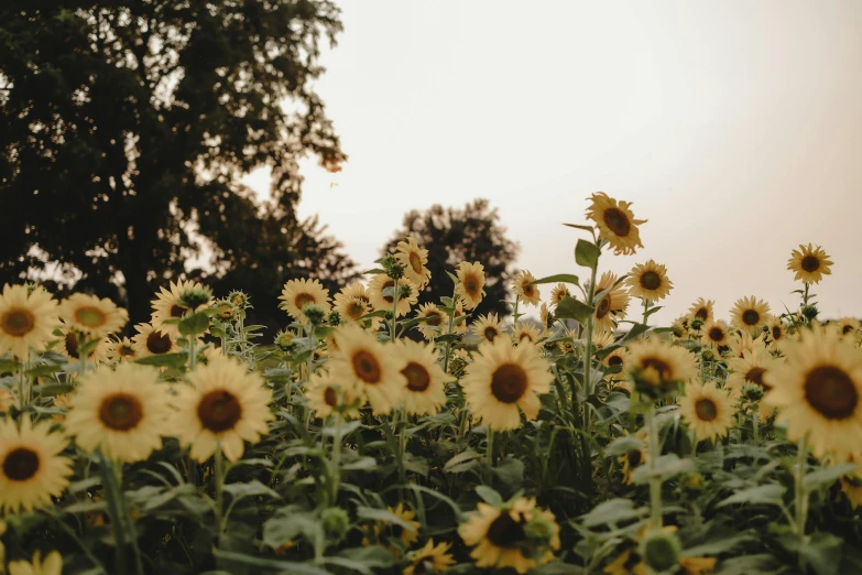a field of sunflowers with trees in the background, by Carey Morris, pexels contest winner, vsco, early evening, cottagecore flower garden, background image