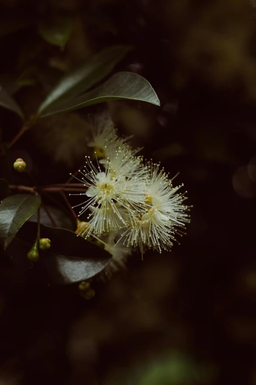 a close up of a flower on a tree, a macro photograph, inspired by Elsa Bleda, unsplash, hurufiyya, with soft bushes, fireworks, eucalyptus, somber expression