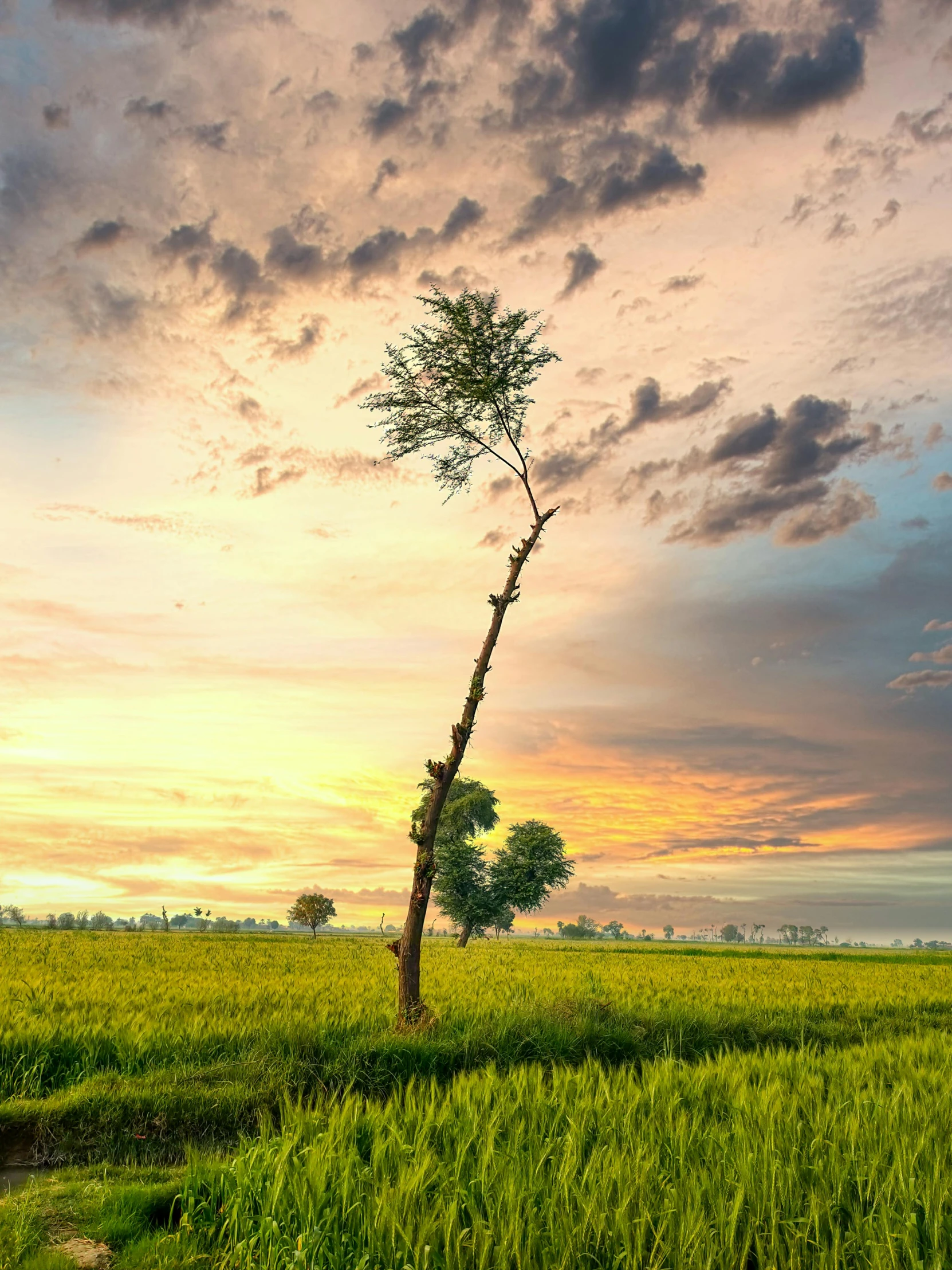 a lone tree in the middle of a green field, a picture, unsplash contest winner, sumatraism, 8k hdr sunset lit, tall thin, lpoty, panoramic photography