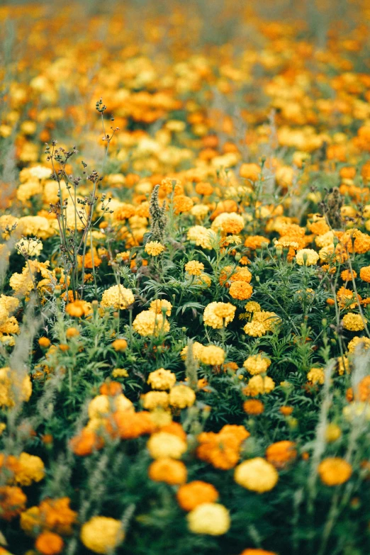 a field full of yellow and orange flowers, by Jessie Algie, unsplash, marigold background, medium format. soft light, vintage color photo, parks and gardens