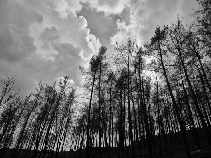 a black and white photo of a forest, a black and white photo, unsplash, surrealism, blackened clouds cover sky, arrendajo in avila pinewood, low angle!!!!, photographic print