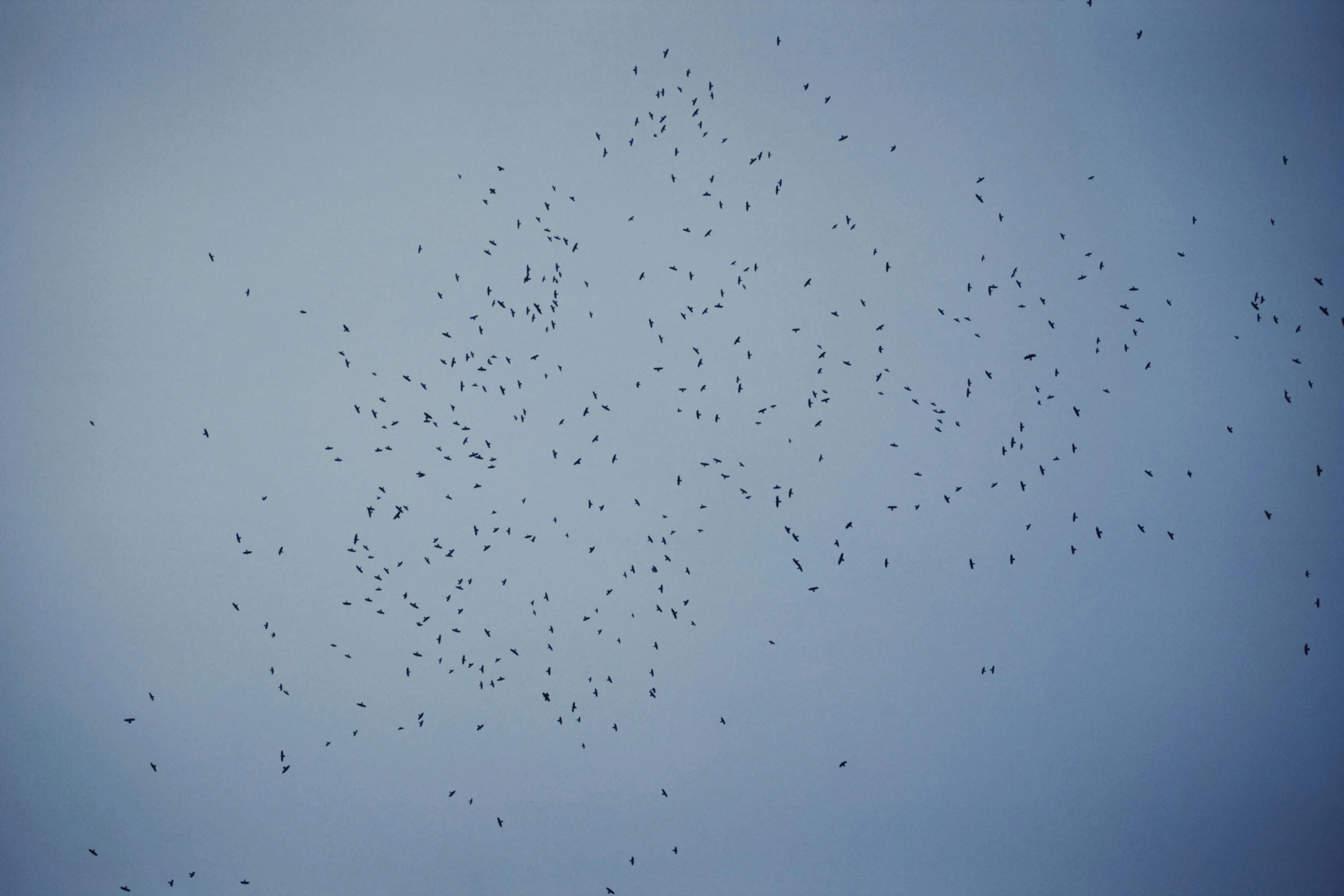 a flock of birds flying in the sky, by Attila Meszlenyi, bugs, large array