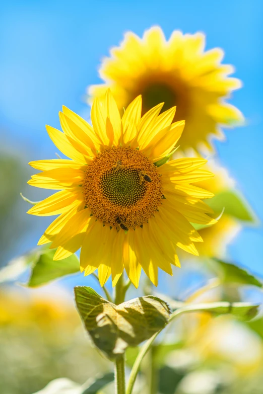 a field of sunflowers with a blue sky in the background, slide show, hanging, grey, close up image