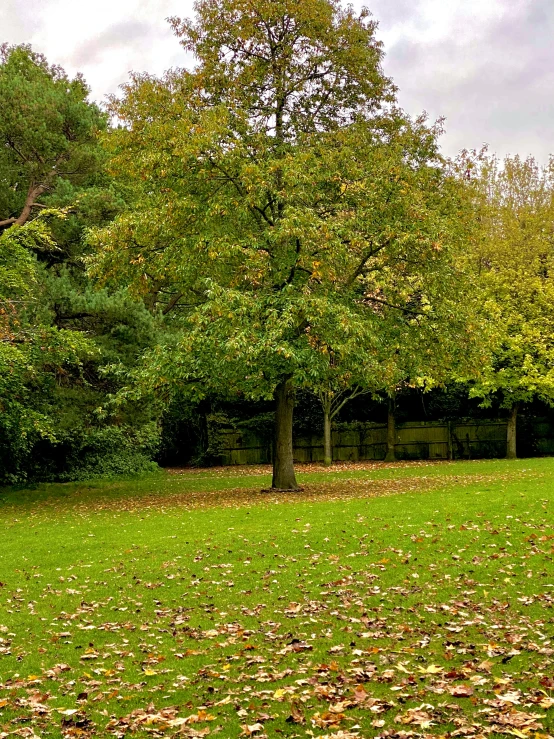 a red fire hydrant sitting on top of a lush green field, autumn colour oak trees, ((trees)), royal garden landscape, today\'s featured photograph 4k