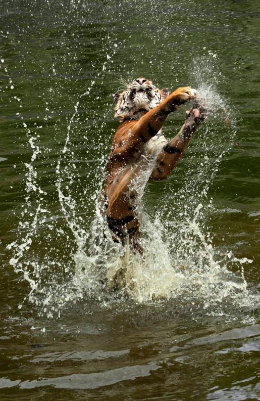a tiger jumps into the water to catch a frisbee, by Peter Churcher, sumatraism, combat pose, ((tiger)), july 2 0 1 1, david febland