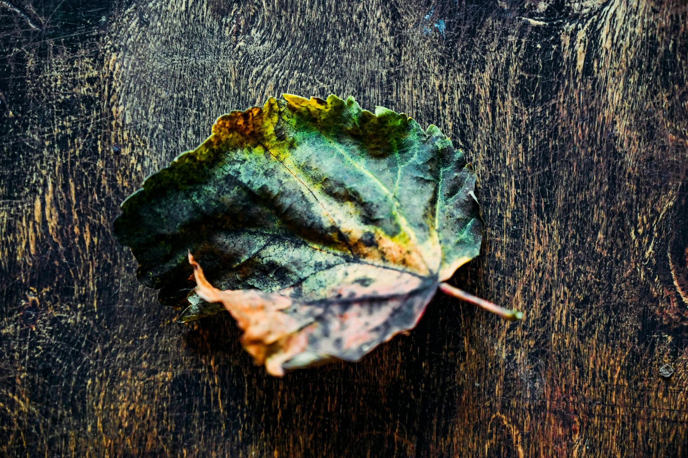 a leaf sitting on top of a wooden table, inspired by Elsa Bleda, unsplash, art photography, medium format color photography, multicolored, sorrow, sycamore