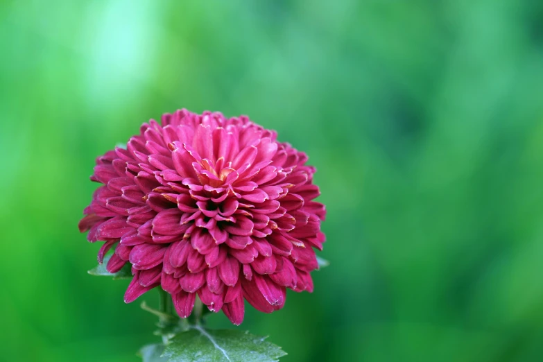 a pink flower sitting on top of a green leaf, in crimson red, chrysanthemum, shot with sony alpha, portrait mode photo