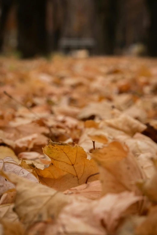 a bunch of leaves laying on the ground, happening, shot on sony alpha dslr-a300, music, pale orange colors, trap made of leaves