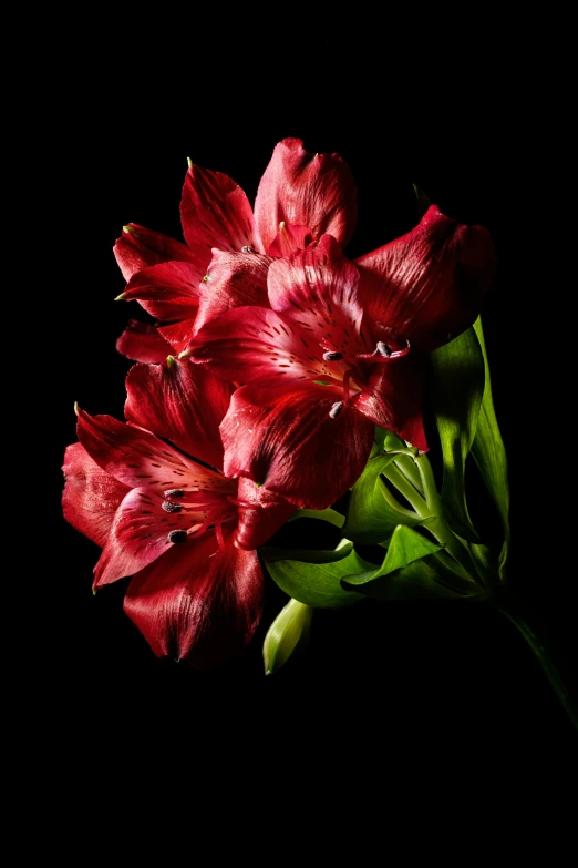 a close up of a red flower on a black background, a still life, inspired by Robert Mapplethorpe, lilies, in crimson red, product shot, various posed