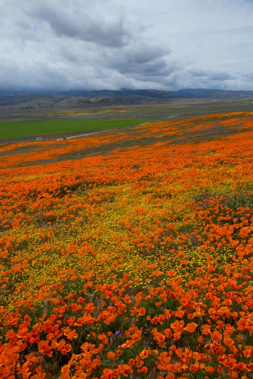 a field full of orange flowers under a cloudy sky, by Jessie Algie, color field, california, craters, 8 k -, 4k”