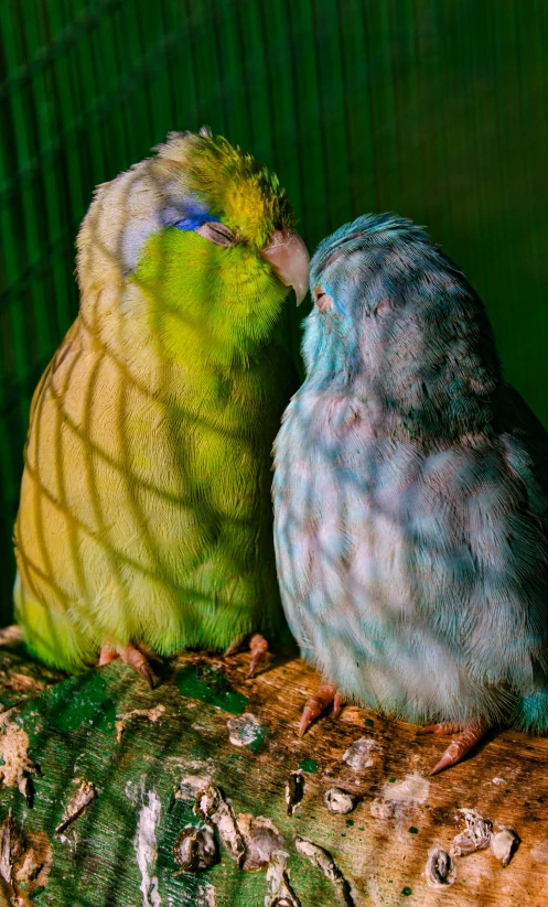 a couple of birds sitting on top of a tree branch, a colorized photo, by Peter Alexander Hay, behind bars, glowing with colored light, kissing together, 📷 mungojerrie and rumpleteazer