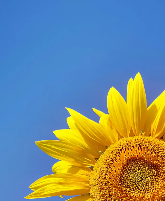 a close up of a sunflower with a blue sky in the background, by Carey Morris, pexels contest winner, cloudless blue sky, blue and yellow gradient, evening light, a high angle shot