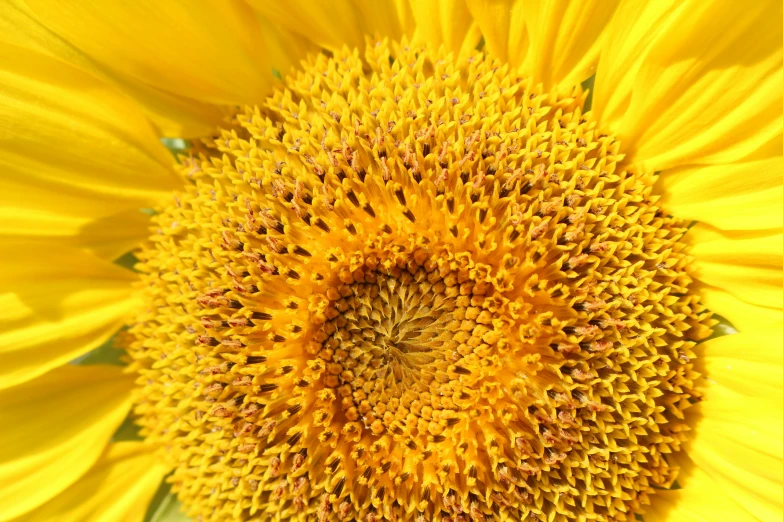 a close up of the center of a sunflower, pexels, high - intricate - detail, arranged in the golden ratio, closeup 4k, a high angle shot