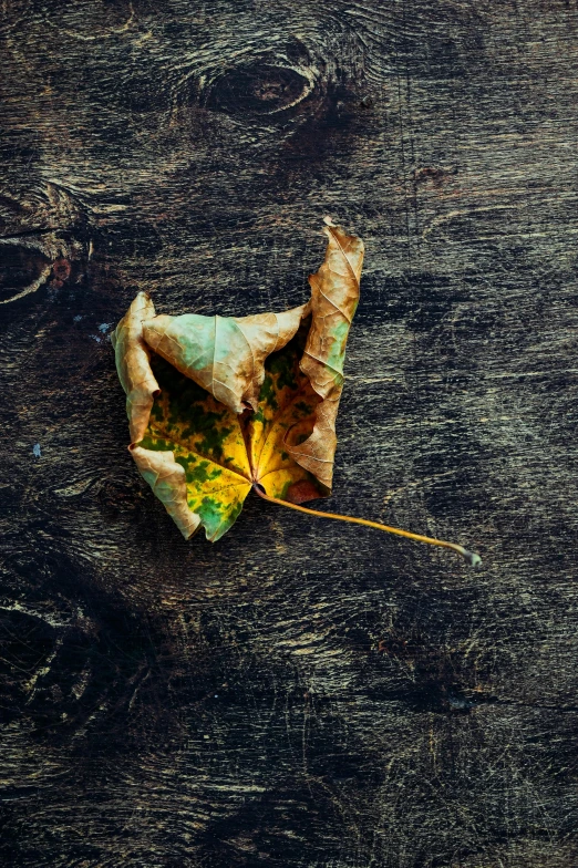 a close up of a leaf on a wooden surface, a picture, inspired by Elsa Bleda, trending on pexels, square, devastated, folded, cornucopia