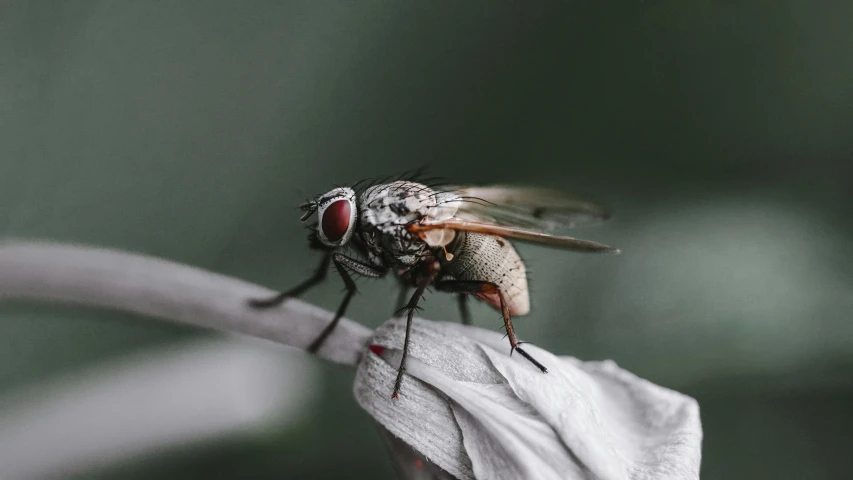 a close up of a fly on a leaf, pexels contest winner, hurufiyya, on a pedestal, grey, stylish pose, [ cinematic