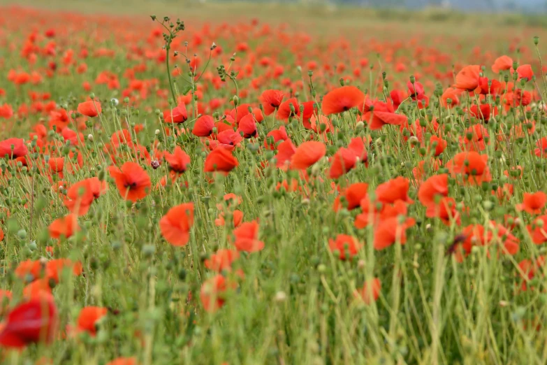 a field filled with lots of red flowers, by Jessie Algie, pexels, first world war, orange flowers, lightweight, celebrating