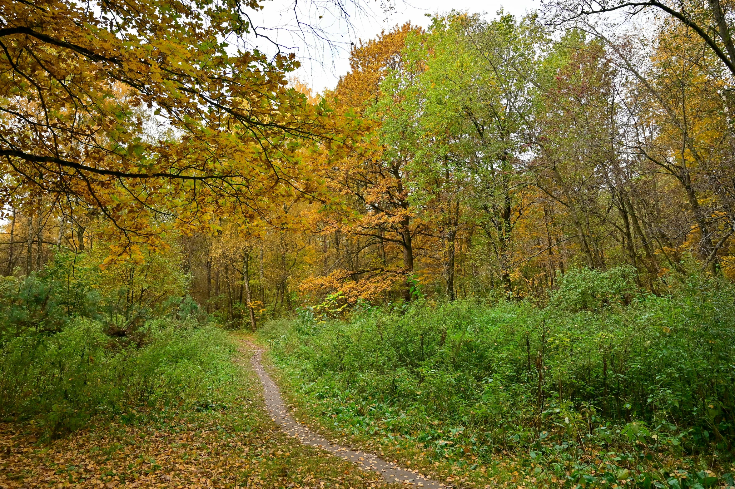 a dirt road in the middle of a forest, by Maksimilijan Vanka, flickr, chartreuse and orange and cyan, 2 5 6 x 2 5 6 pixels, william penn state forest, slight overcast weather