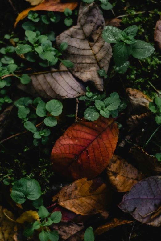 a close up of a bunch of leaves on the ground, trending on unsplash, medium format color photography, red green, muted colors. ue 5, low quality photo