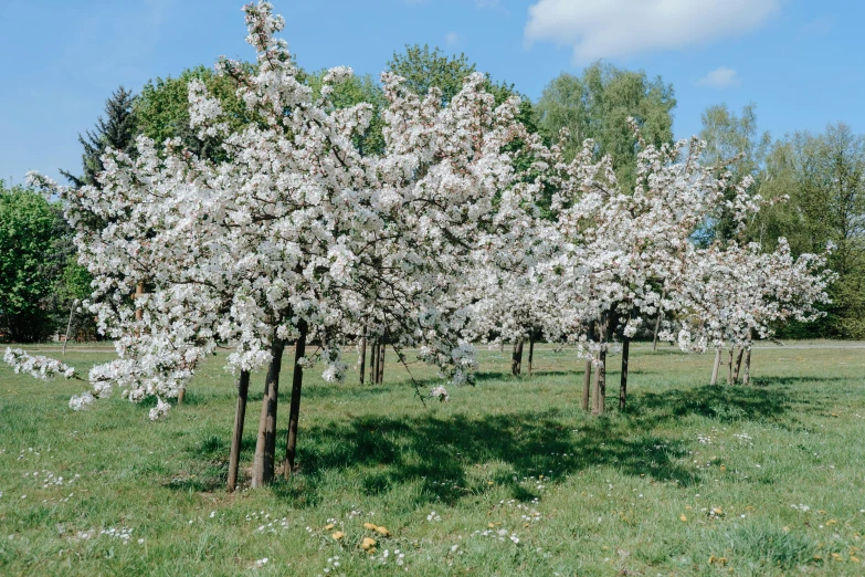 a group of trees that are in the grass, an album cover, by Erwin Bowien, unsplash, cherry blosom trees, with fruit trees, 2000s photo, dezeen