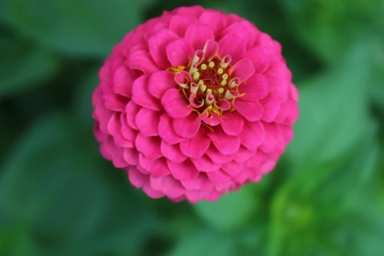 a pink flower with green leaves in the background, by Thomas Tudor, pexels contest winner, renaissance, curls, bright vibrant color, raspberry, marigold