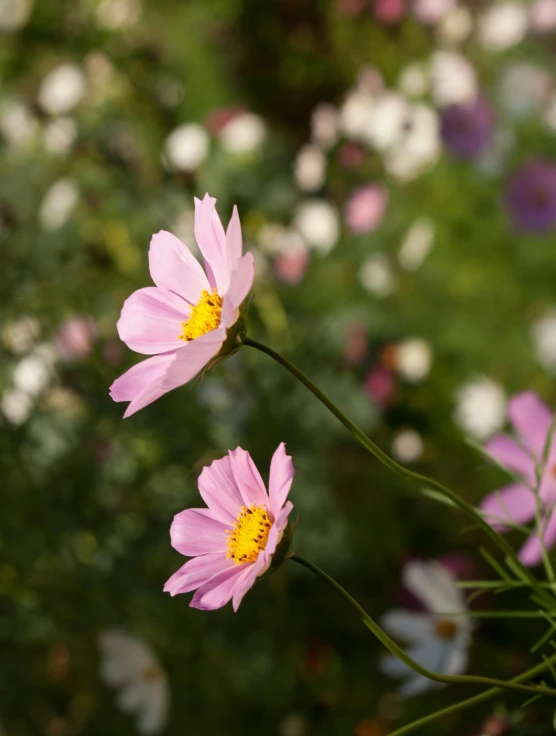 a couple of pink flowers sitting on top of a lush green field, miniature cosmos, mystical kew gardens, color ( sony a 7 r iv, various sizes