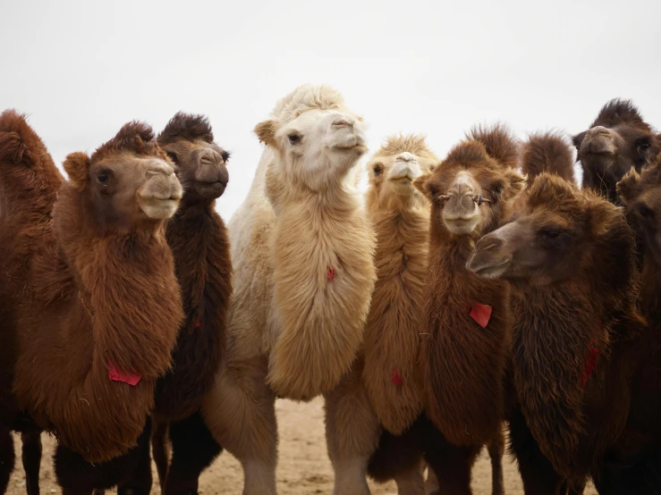a group of camels standing next to each other, an album cover, by Carey Morris, trending on unsplash, bedhead, chinese, fair skinned, holding court