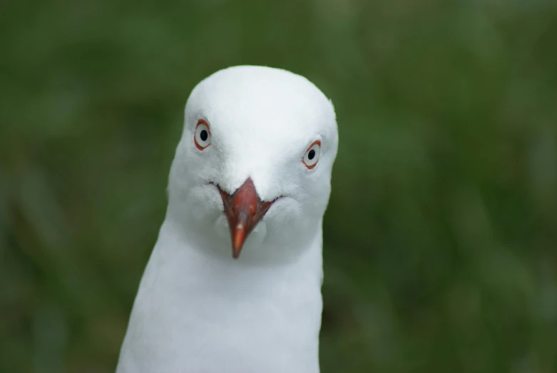 a close up of a white bird with a red beak, pexels contest winner, with symmetrical facial features, shaven face, shrugging, menacing pose