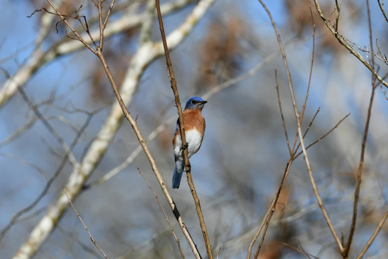 a blue bird sitting on top of a tree branch, slide show, alabama, guide, 2019 trending photo