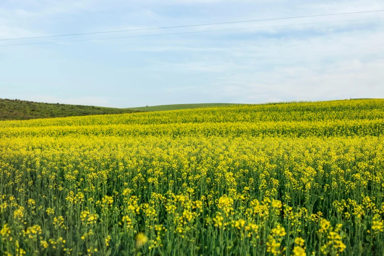 a field of yellow flowers under a blue sky, unsplash, color field, turkey, grain”, distant photo