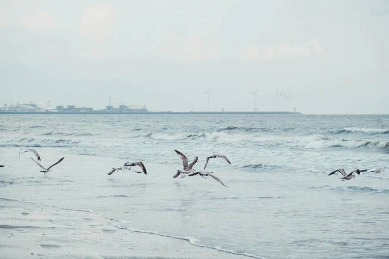a flock of seagulls flying over the ocean, pexels contest winner, minimalism, turbines, sea ground, kamakura scenery, 2022 photograph
