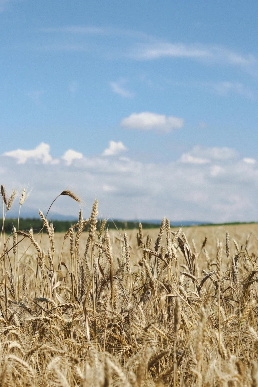 a field of wheat with a blue sky in the background, by David Simpson, unsplash, panorama distant view, malt, white, brown