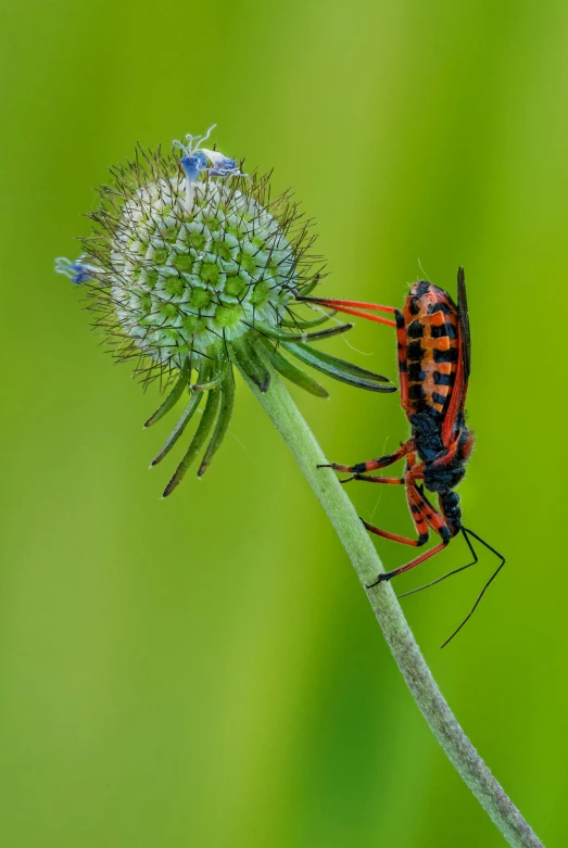 a bug that is sitting on a flower, by Anato Finnstark, spines and towers, large cornicione, wildlife photograph, multi - coloured