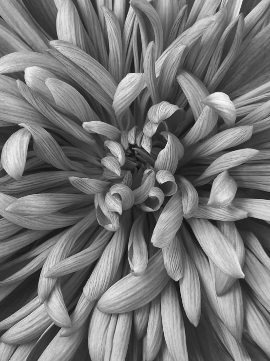 a black and white photo of a flower, a macro photograph, inspired by Edward Weston, vorticism, chrysanthemum eos-1d, captured on iphone, silver haired, intricate greg rutkowski