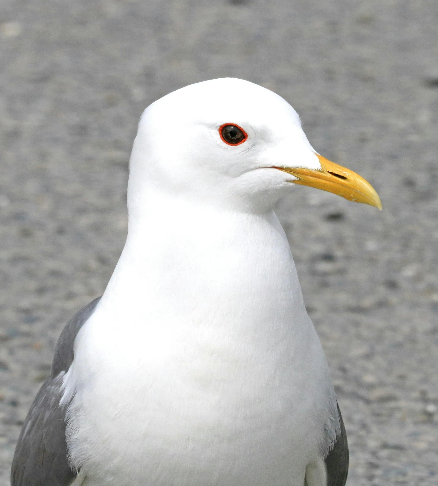 a close up of a seagull on the ground, by David Budd, pexels, hurufiyya, bird\'s eye view, sleek yellow eyes, a handsome, a tall