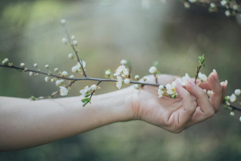 a person holding a branch with white flowers, holding each other hands, instagram post, spring light, gardening